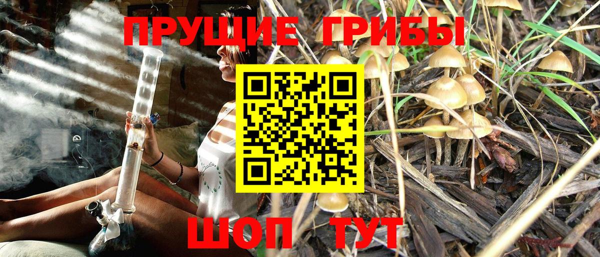 Галлюциногенные грибы Psilocybe Губкин